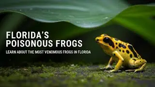 🐸 Deadly Frogs in Florida? The Truth About Poisonous Frogs Lurking in the Sunshine State! 🌴☠️