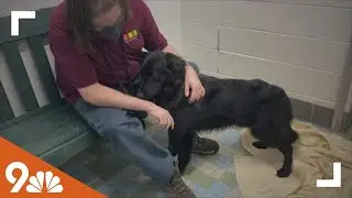 Petline 9: Meet Tucker!