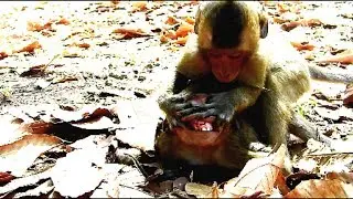 Big Terrify! Small monkey fight adorable David seriously,Very pity on him 1868
