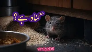 چوہے کو مارنا گناہ ہے یا نہیں؟ اسلام کیا حکم دیتا ہے؟