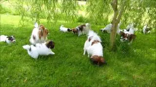 Les epagneuls papillons de la Grange Bailly