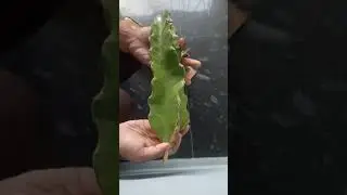 Grow Dragon fruit at home.