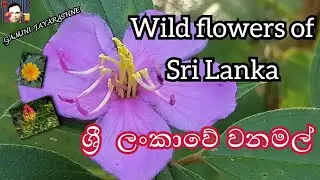 Wild flowers of Sri lanka     (Shows some common wild flowers of  Sri lanka )