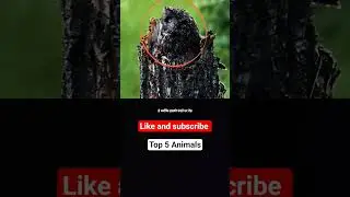 Top 5 Animals