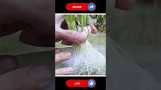 Garlic Indoors #gardening #garlic #vegetables #farming #viralvideo