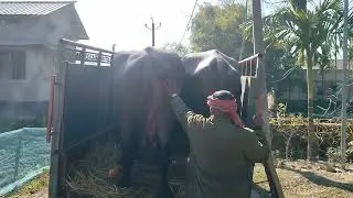 Murah buffalo #veterinary #buffalo #viralvideo #trandingviralvideo @animallover90M 