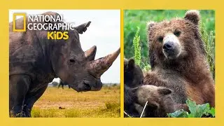 Super Animals Full Episode Compilation 💥🦸 | @natgeokids