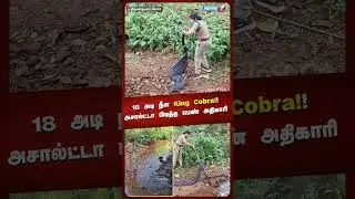 18 அடி நீள King Cobra!! அசால்ட்டா பிடித்த பெண் அதிகாரி | King Cobra | Shorts  | News 7 Tamil