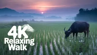 POV: Healing Walk in Nam Phong Village