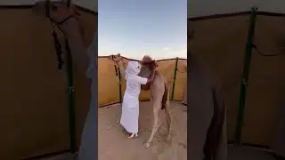 تجهيز الإبل لمزاينه حمراء الدروع صباح اليوم 🔥🐪#الابل #shorts #camels #shorts