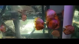 Top 10 freshwater aquarium fish #aquarium  #aquariumfish  #petfish  #fishtank  #fishkeeping  #fish