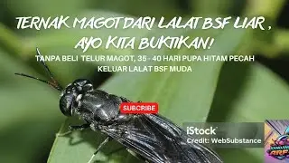 Ternak Magot dari Lalat BSF liar, apa bisa? Kita buktikan! #maggotbsf #petanimillenial #lalatbsf