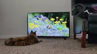 Cats watching Cat TV