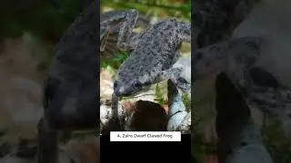 5 Types of Aquatic Frogs in the World #short#frog