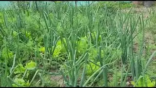 Ingrasamant foliar alge marine pentru legume