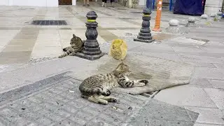 3 stray cats resting in the middle of the passage