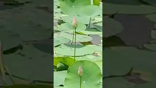lotus #nature #gardening #kamal #rainy season care #rainy season growing plants #waterleaf #plant