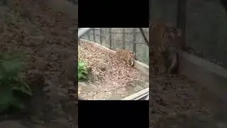 Tiger in zoo .#tiger#tigerinside