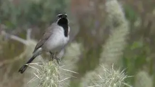 Black-throated Sparrow