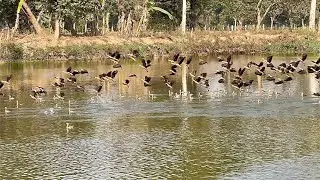 Whistling Duck