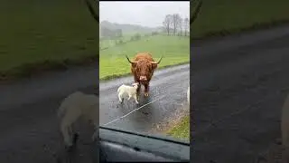 Highland Cow Checks Up On Lambs During Scotland Rain