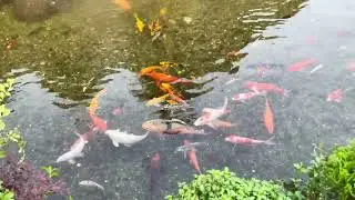 Artificial Waterfall with Colorful Fish Pond |  Royalty Free Stock Video Footage - No Copyright | 4K
