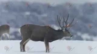 GIANT MULE DEER SHEDDING ANTLER CAUGHT ON VIDEO!