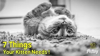 New Cat Parents Guide:  7 Things Your Kitten Needs l Petssy l Part 1