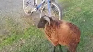 Ovan u akciji