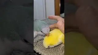 Quaker Parrot so Cute #shorts #quakerparrot