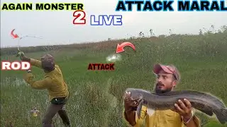 🚀BIGGEST SNAKEHEAD LIVE ATTACK FROG 🚀Snakehead attack videos #snakeheadfishing #fishing 