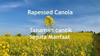 Rapessed Kebun Bunga Canola Di Niigata