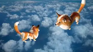 Magic Dekho-006-Dogs on the sky #shorts
