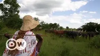 Uganda's indigenous cattle and one woman's fight to protect them | DW English