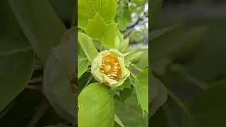 Blooming Tulip Poplar Tree 🌳 #plants #trees #tulippoplar #tulip #poplar