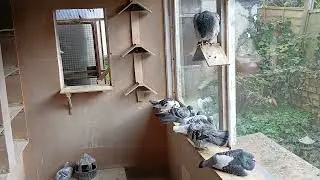 Plans for the up coming breeding season