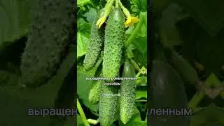 Вред огурцов #шортс