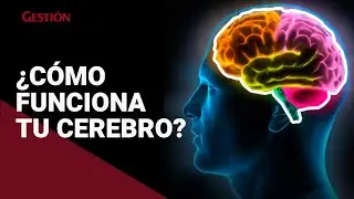 &iquest;C&oacute;mo funciona el cerebro?: As&iacute; es la actividad cerebral cuando experimentas una emoci&oacute;n