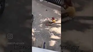 Brushing a dog with trauma
