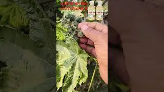 Castor plant from which castor oil is extracted #arandi #plants #oil #information #youtube #shorts
