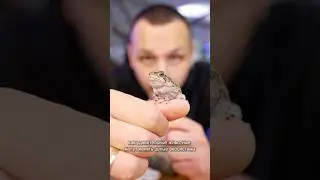 Жаба ага: харизма и простой уход. 24&ndash;28&deg;C, RH 60&ndash;80%. Ест с пинцета. Для новичков!
