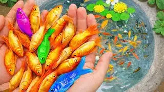 Catching beautiful fish aquarium in a small pond