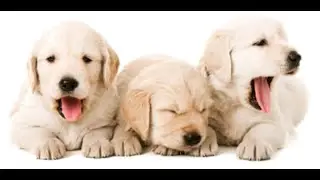 Gebärmutterentzündung (Hunde) - Wie entsteht sie? Anzeichen und Behandlungsmöglichkeiten (kostenlos)
