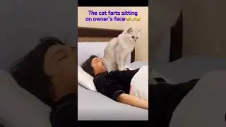 The cat farts sitting on its owner&rsquo;s face 😉😇😃 #funny #cute #funnyanimals #cats
