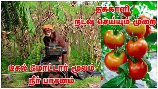 டீசல் மோட்டார் மூலம்  செடிகளுக்கு தண்ணீர் பாய்ச்சும் விவசாயி |  தக்காளி எப்படி நடவு செய்ய வேண்டும்