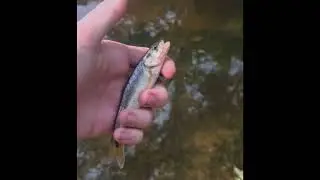 Caught this little minnow in a creek ￼