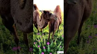 Camel mating and breeding scene   47