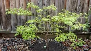Green Lace-Leaf Japanese Maple in Bloom (Acer palmatum dissectum 'Viridis')
