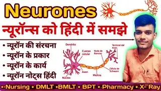 Neurone in hindi | Structure of Neurone | Function of Neurones | Types of Neurones | Nervous System