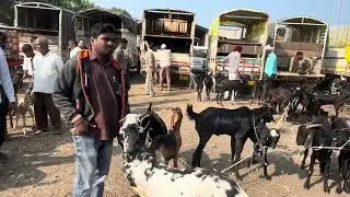 Solapur Bakra Mandi -14-10-2k25-